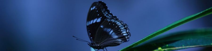 Tharakans Carmel Sanctum