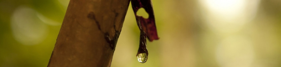 Tharakans Carmel Gram