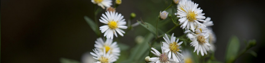 Tharakans Christ Nagar I