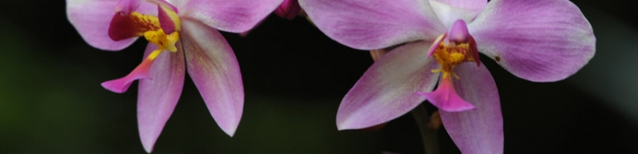 Tharakans Christ Nagar II