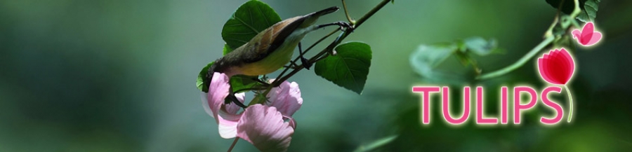 Tharakans Tulips